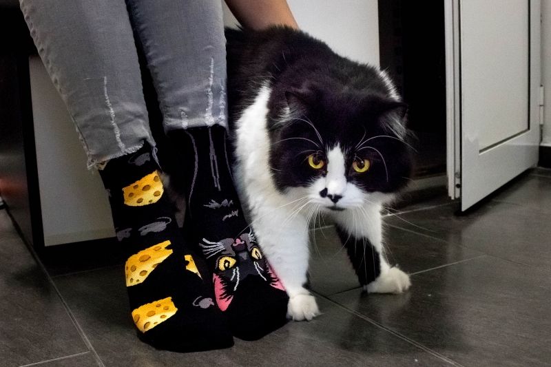 Chaussettes Arty Chanceux Le Chat