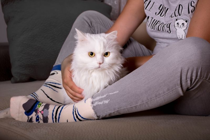 Chaussettes Arty Persan Le Chat